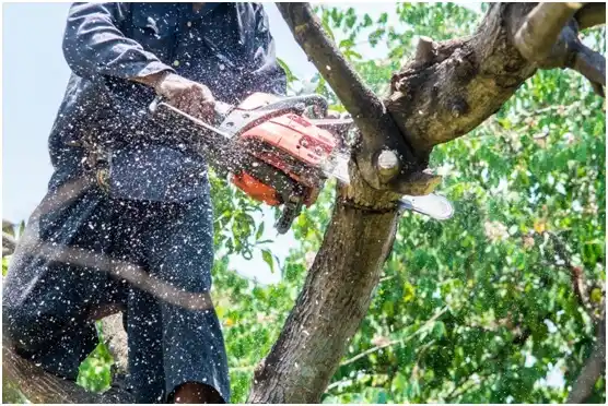 tree services Shippenville